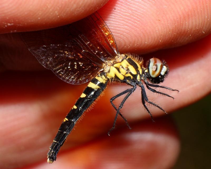 Photo of Elfin Skimmer