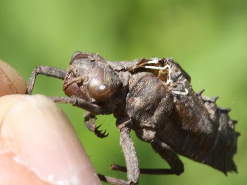 Photo of Smoky Shadowdragon