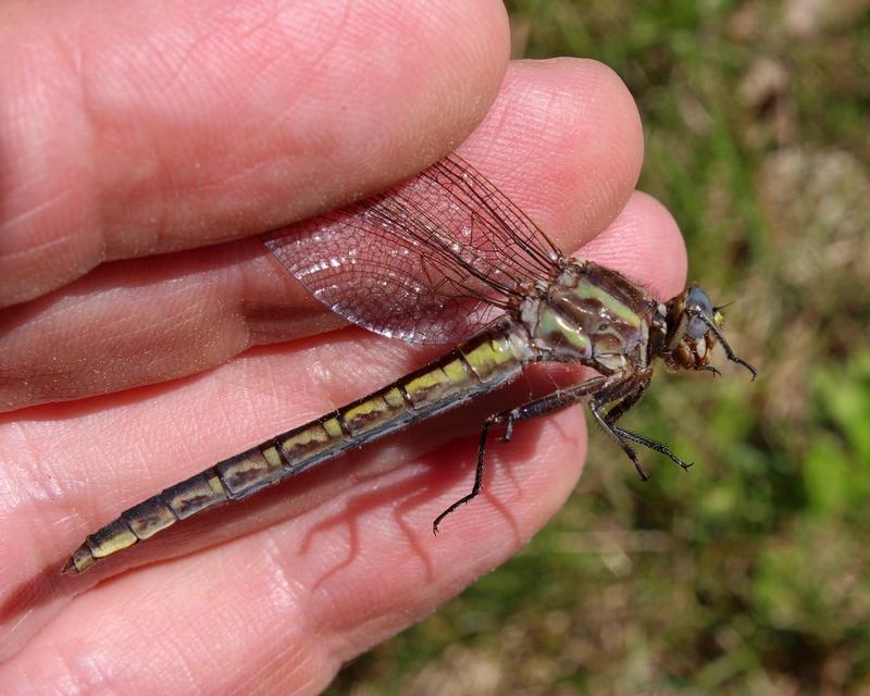 Photo of Dusky Clubtail