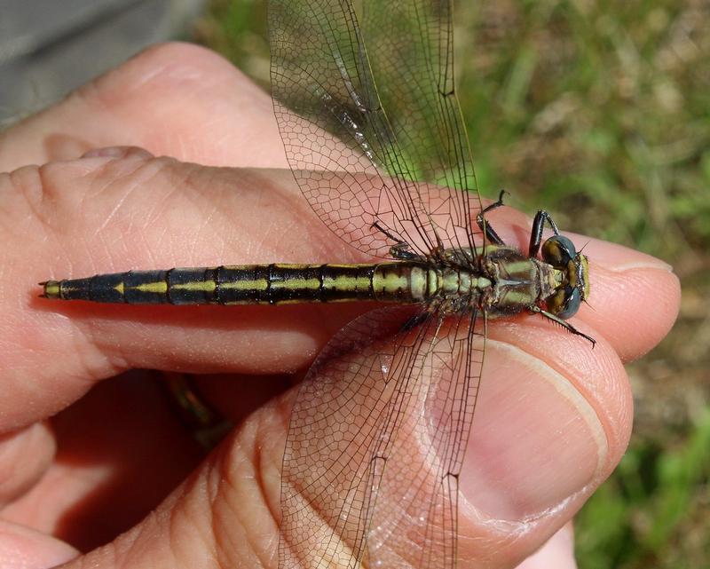 Photo of Dusky Clubtail