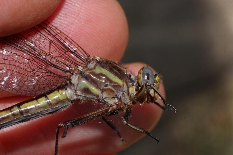 Photo of Dusky Clubtail