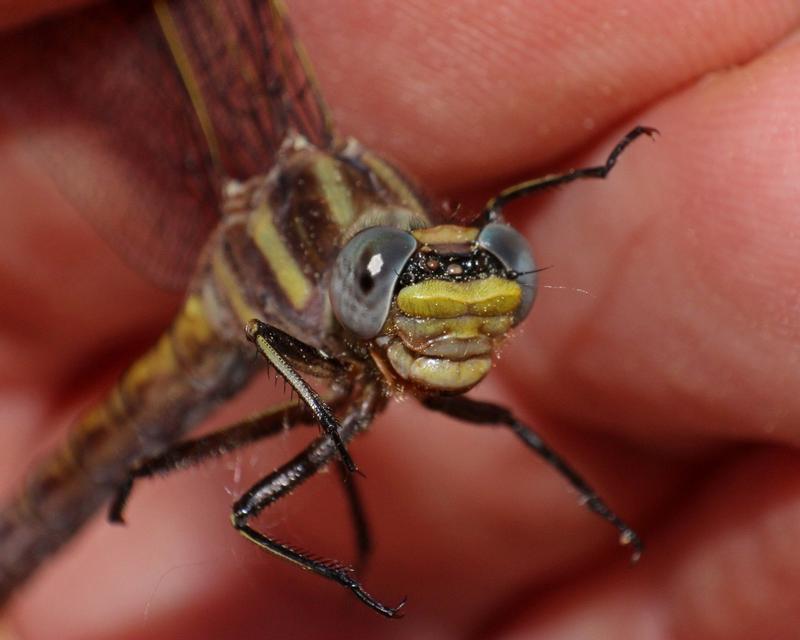 Photo of Dusky Clubtail