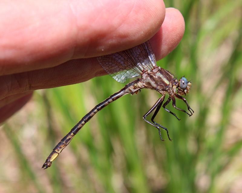 Photo of Dusky Clubtail
