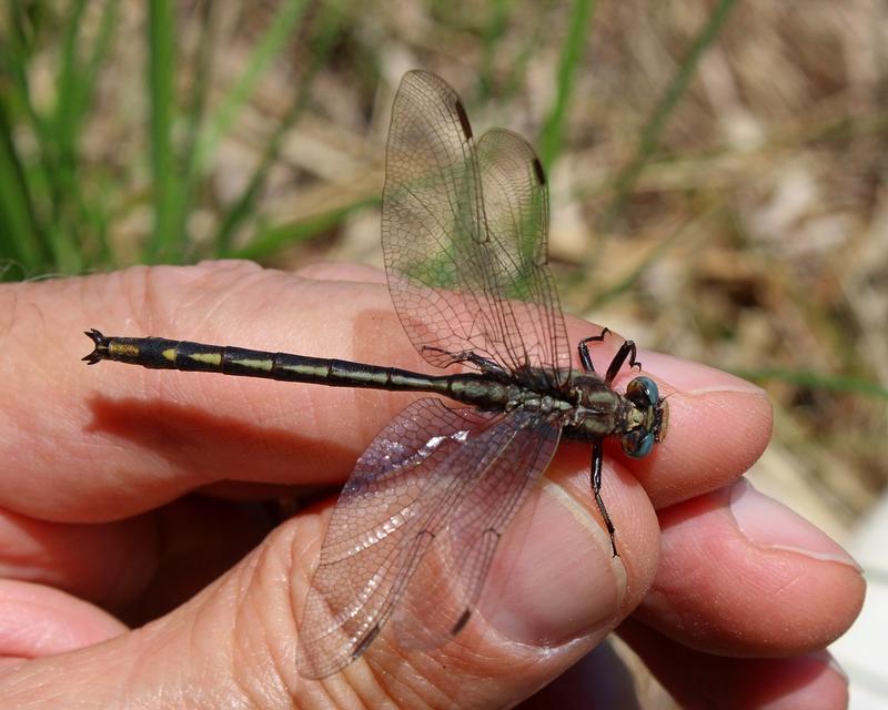 Photo of Dusky Clubtail