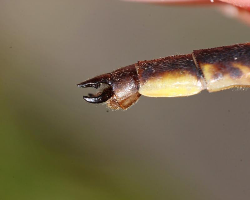Photo of Dusky Clubtail