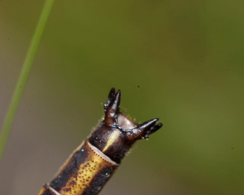 Photo of Dusky Clubtail