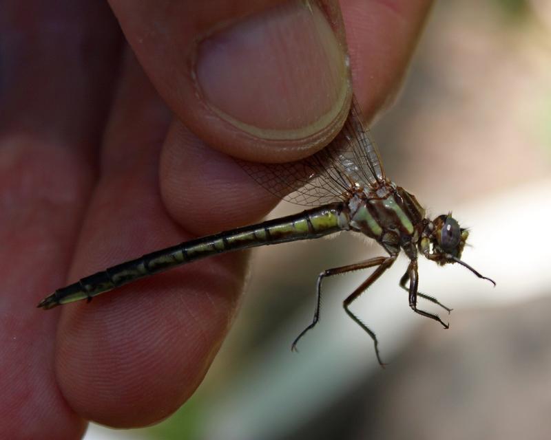 Photo of Dusky Clubtail