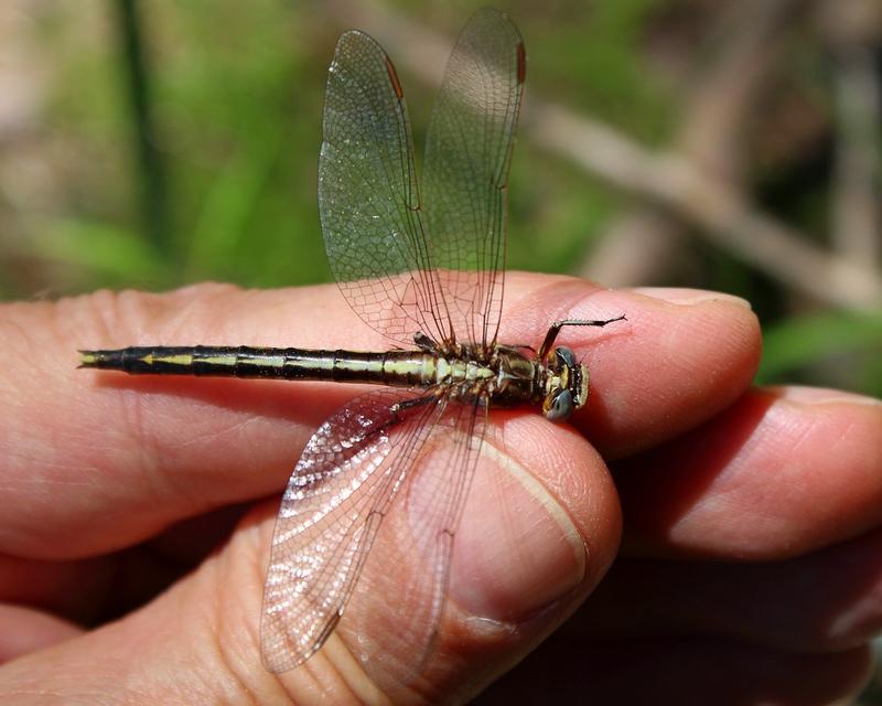 Photo of Dusky Clubtail