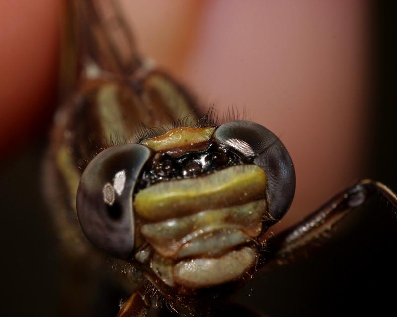 Photo of Dusky Clubtail