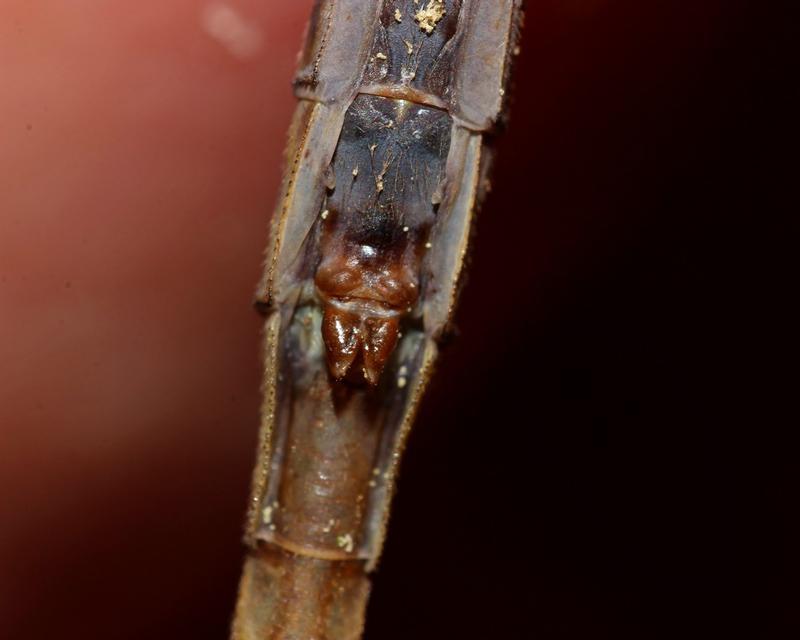 Photo of Dusky Clubtail