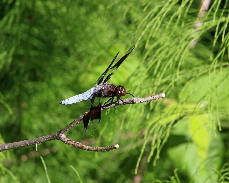 Photo of Common Whitetail