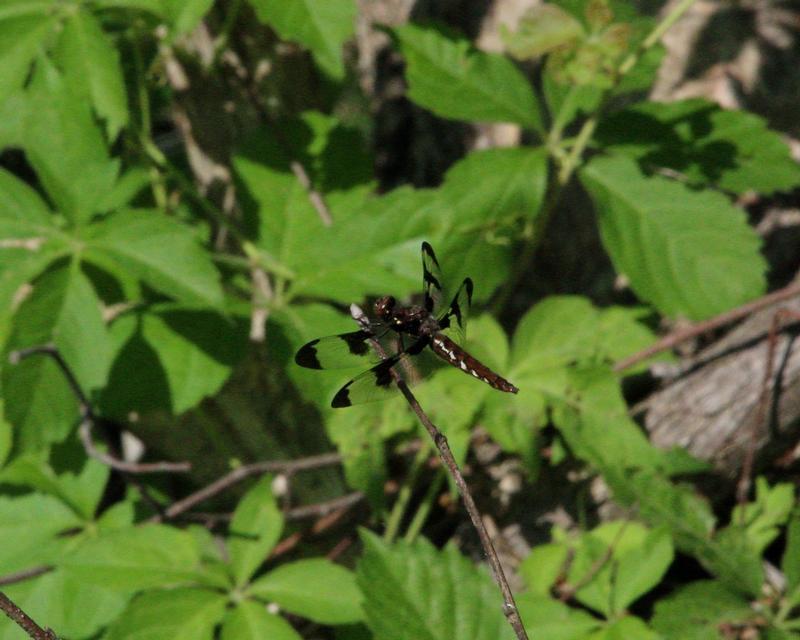 Photo of Common Whitetail