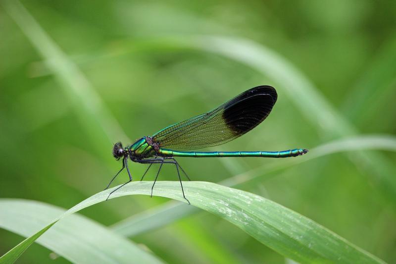 Photo of River Jewelwing