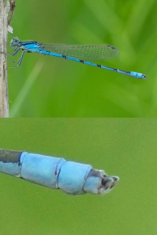 Photo of Familiar Bluet