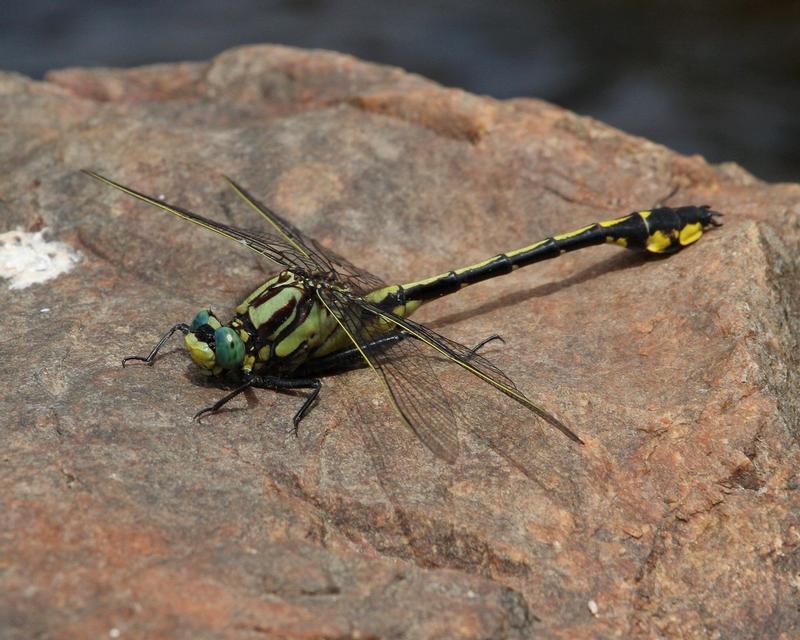 Photo of Midland Clubtail