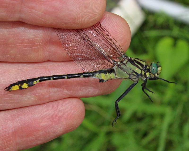 Photo of Midland Clubtail