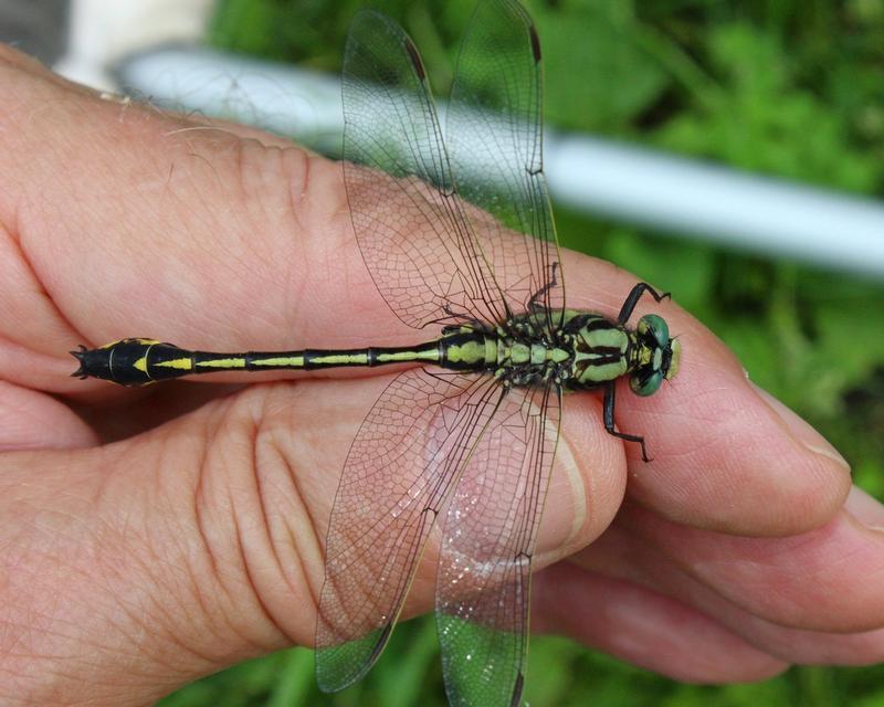 Photo of Midland Clubtail