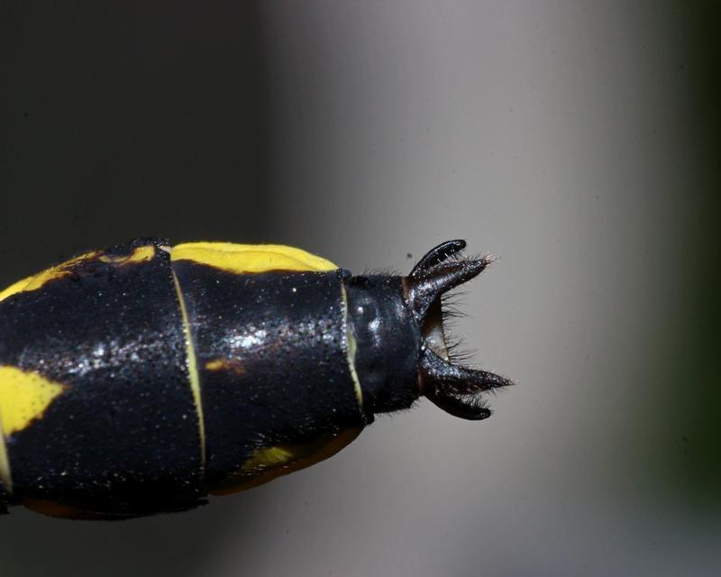 Photo of Midland Clubtail