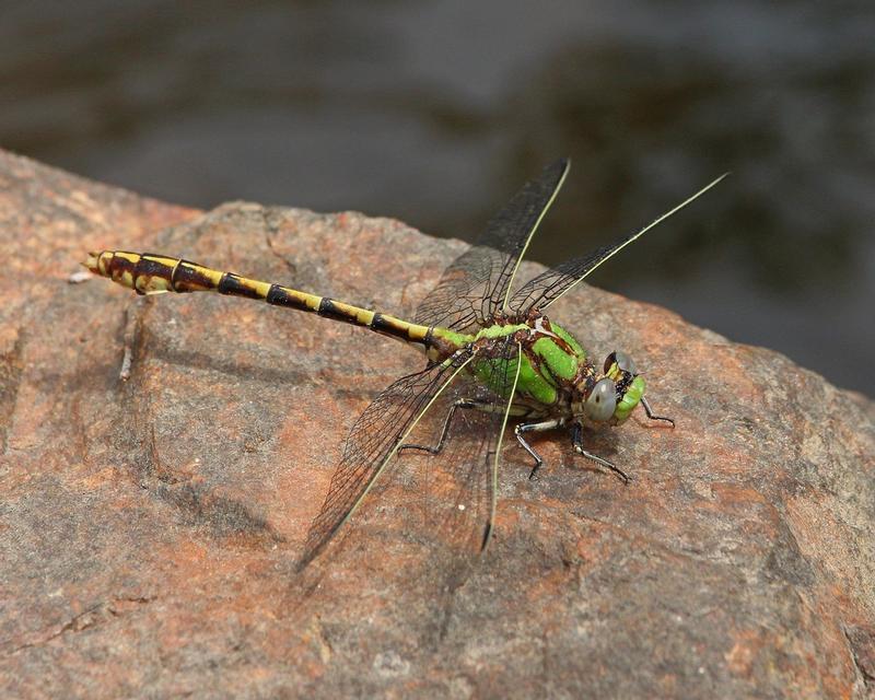 Photo of Sioux Snaketail