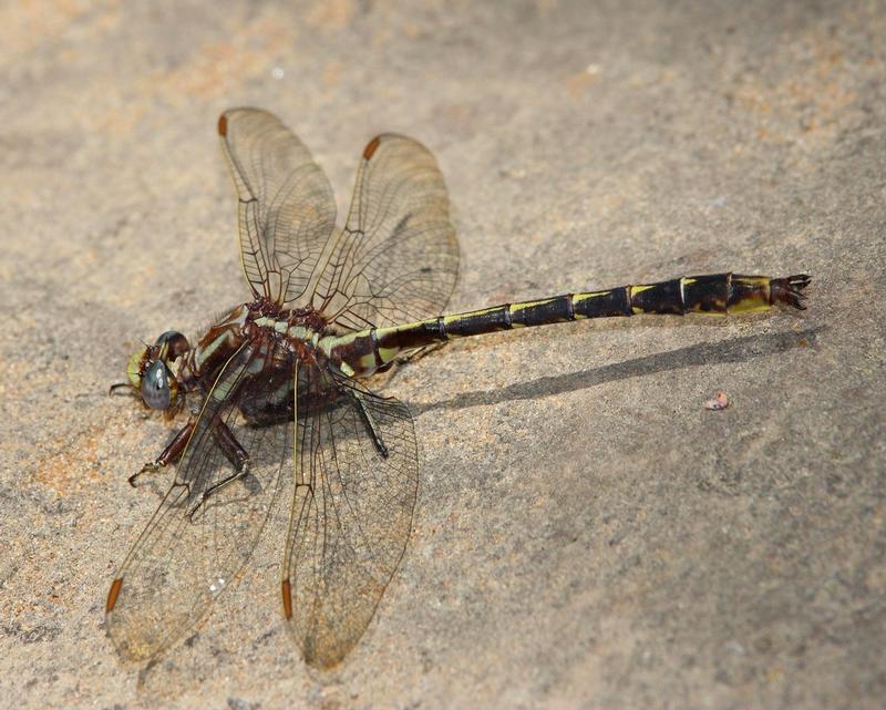 Photo of Ashy Clubtail