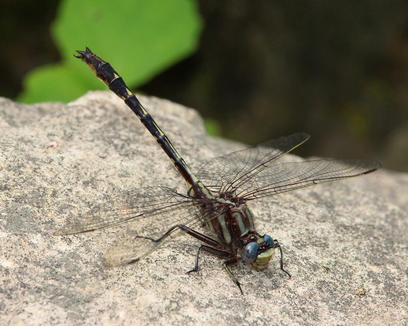 Photo of Ashy Clubtail