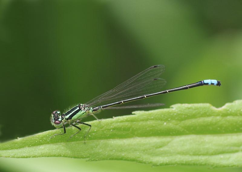 Photo of Eastern Forktail