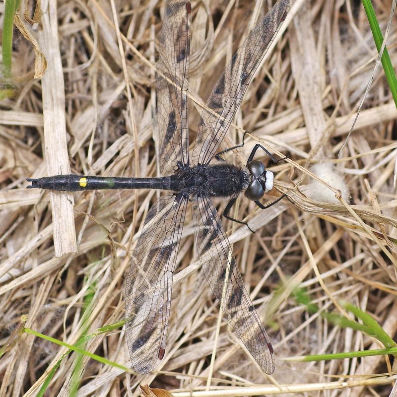 Photo of Dot-tailed Whiteface