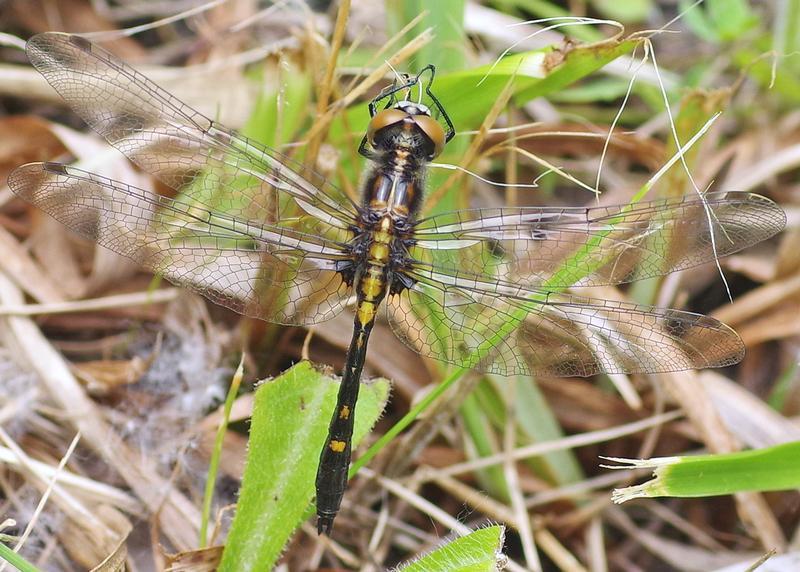 Photo of Dot-tailed Whiteface