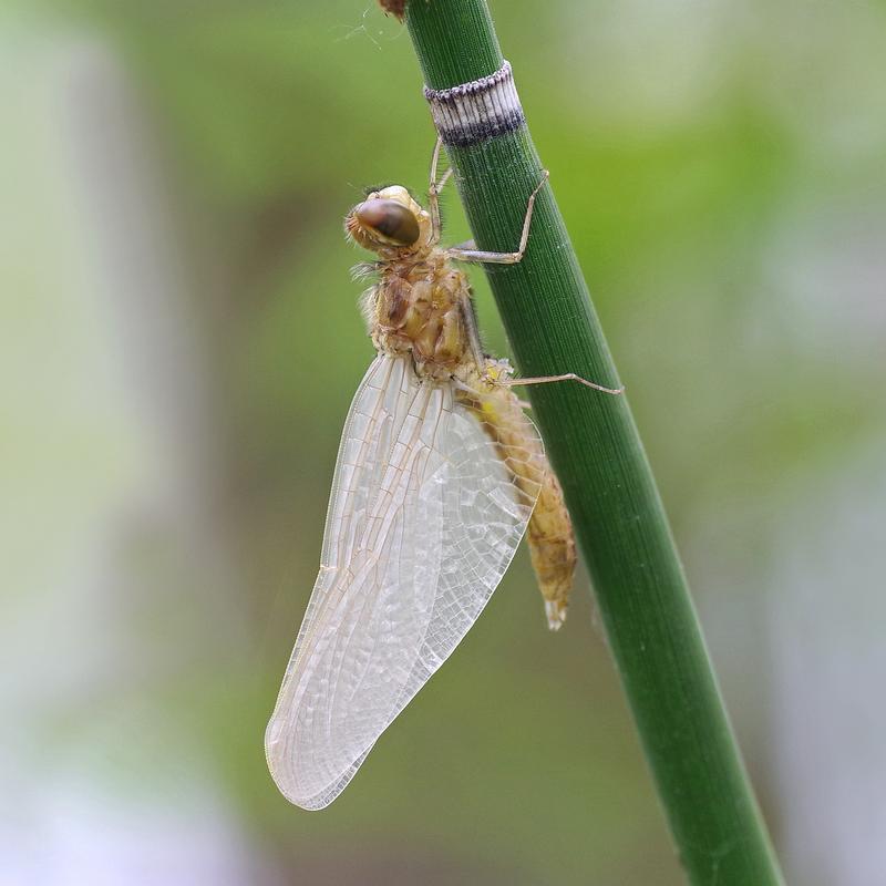 Photo of Dot-tailed Whiteface