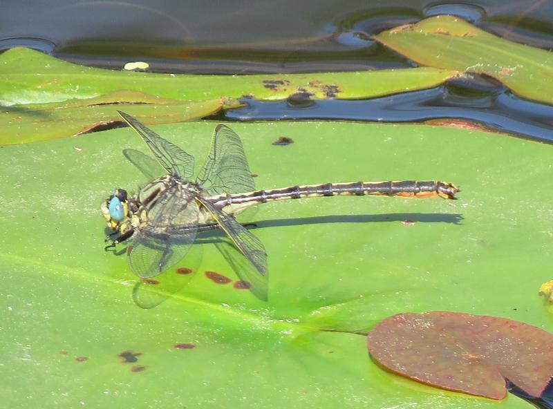 Photo of Horned Clubtail