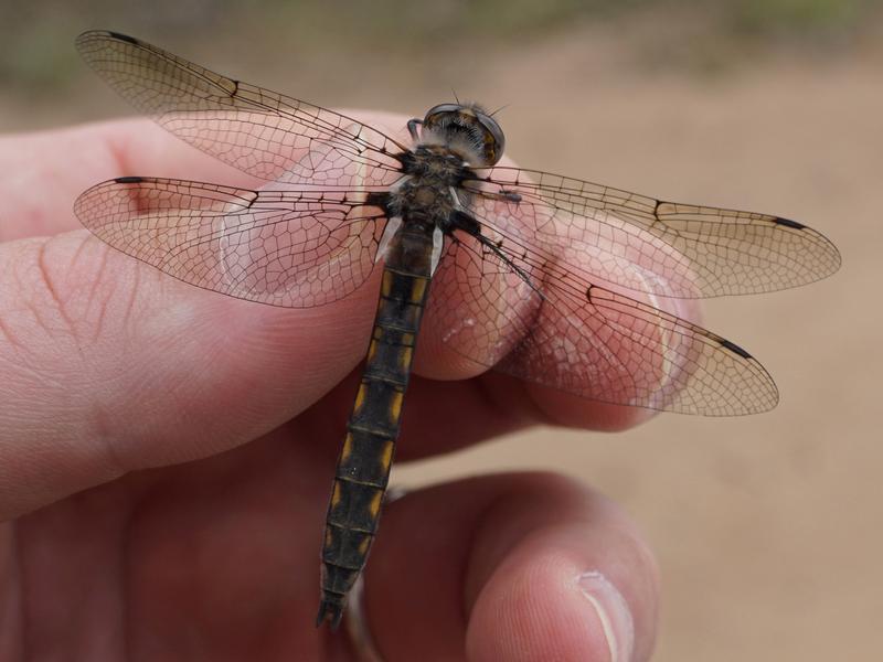 Photo of Beaverpond Baskettail