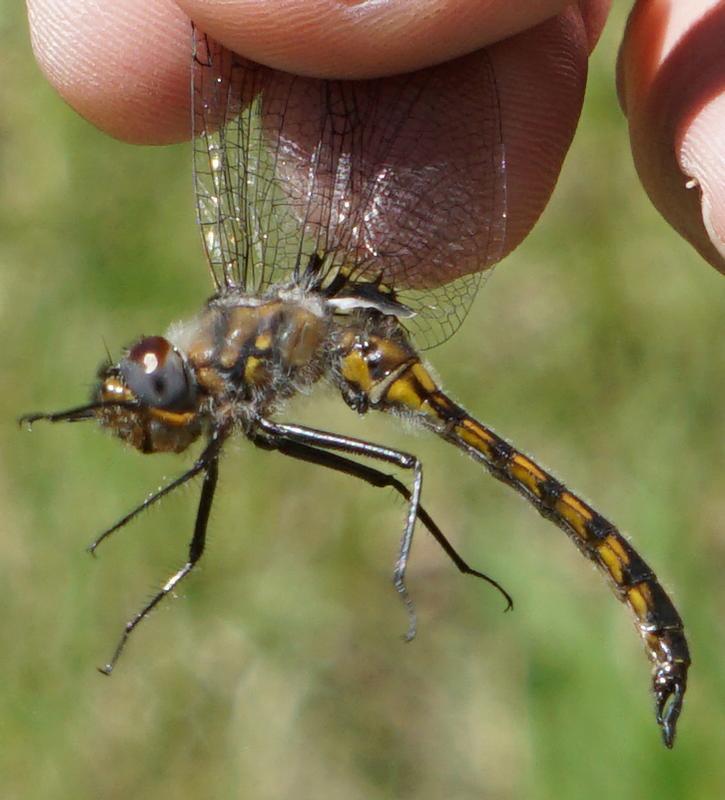 Photo of Spiny Baskettail