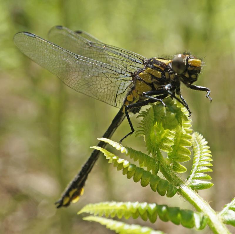 Photo of Mustached Clubtail