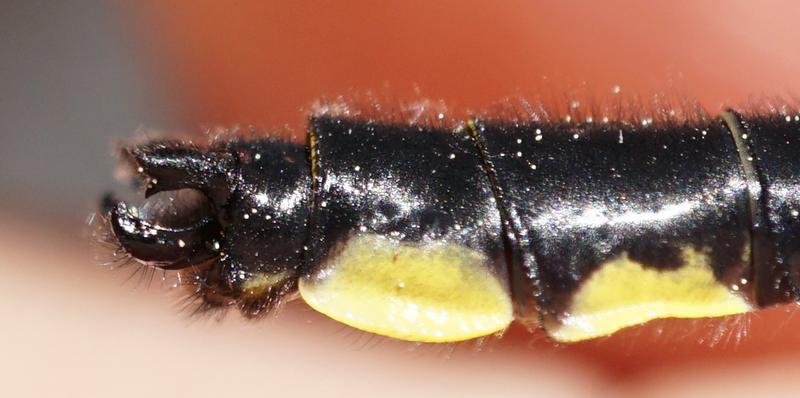 Photo of Mustached Clubtail