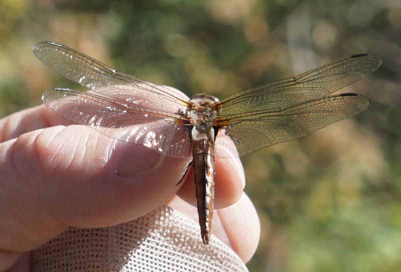 Photo of Chalk-fronted Corporal