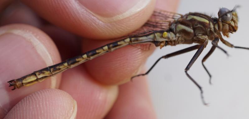 Photo of Dusky Clubtail