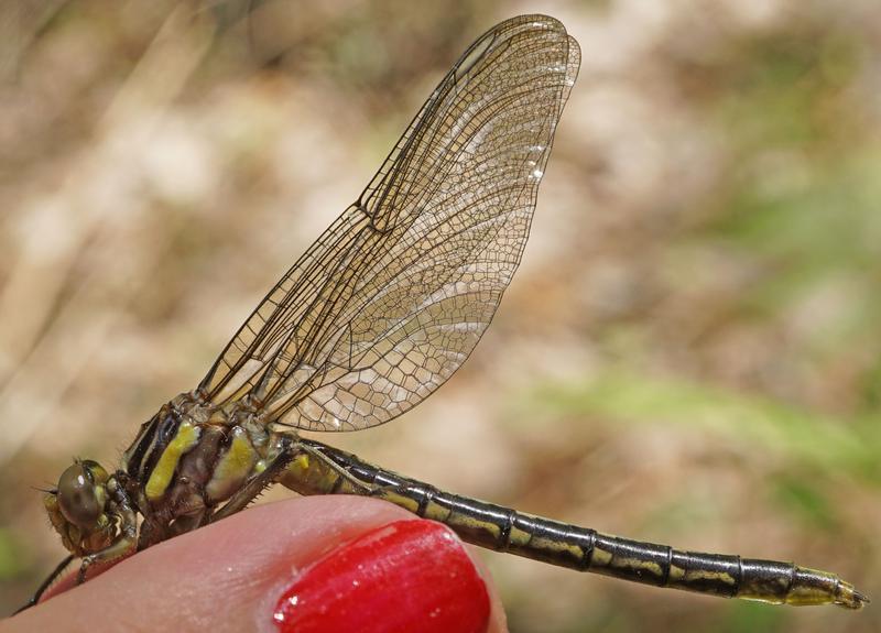 Photo of Lancet Clubtail