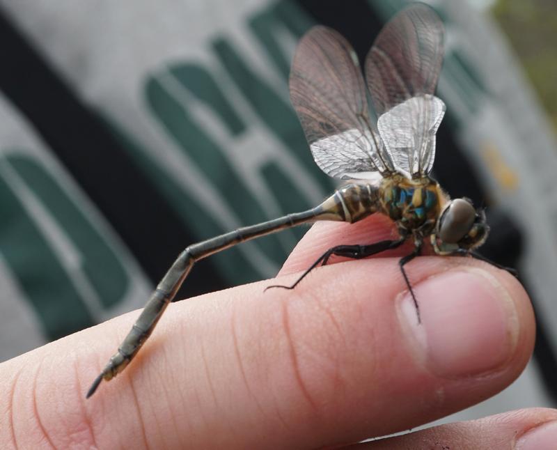 Photo of Delicate Emerald