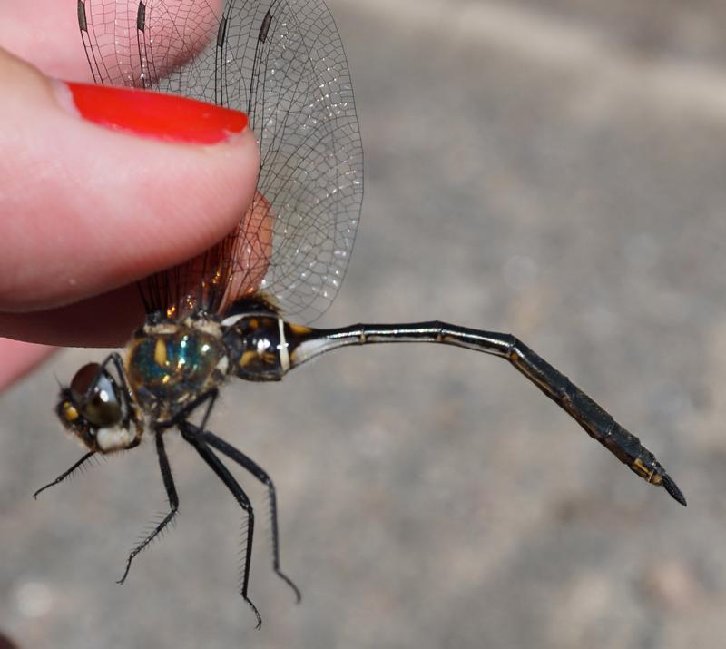 Photo of Delicate Emerald