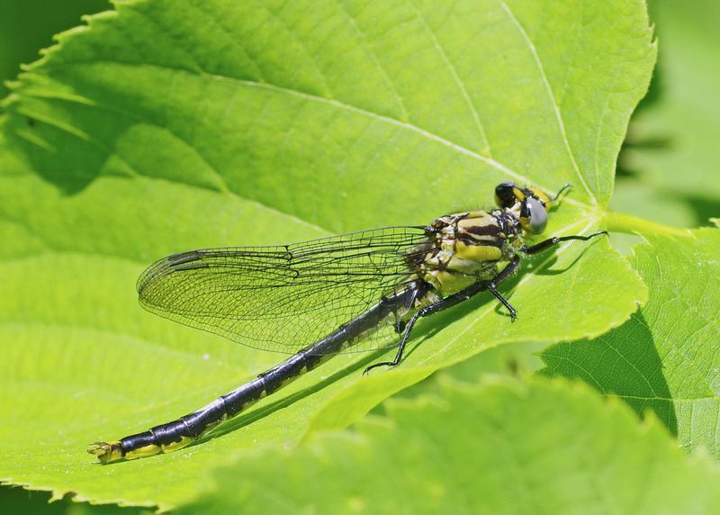 Photo of Lilypad Clubtail