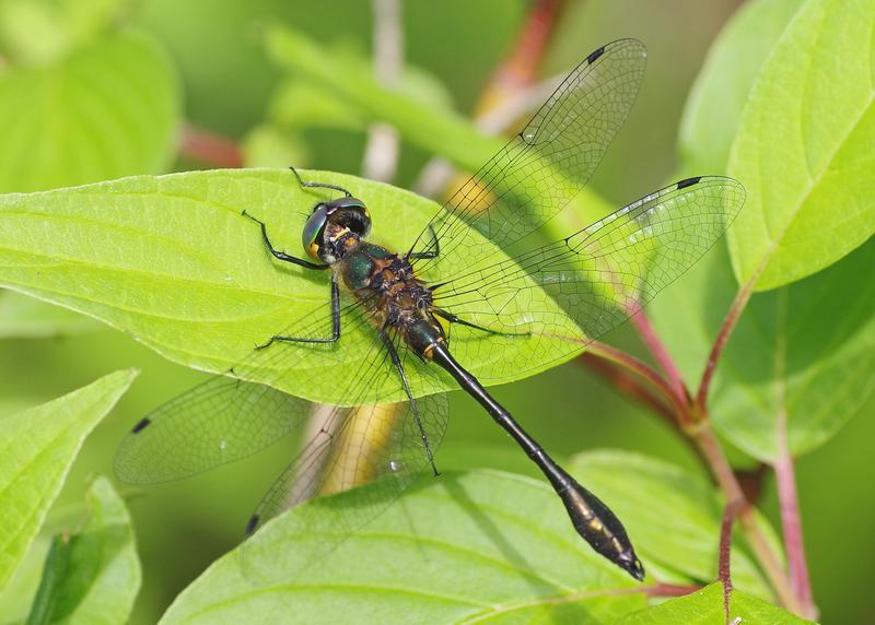 Photo of Racket-tailed Emerald