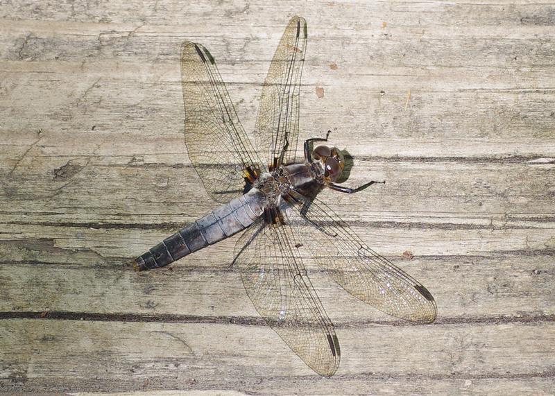 Photo of Chalk-fronted Corporal