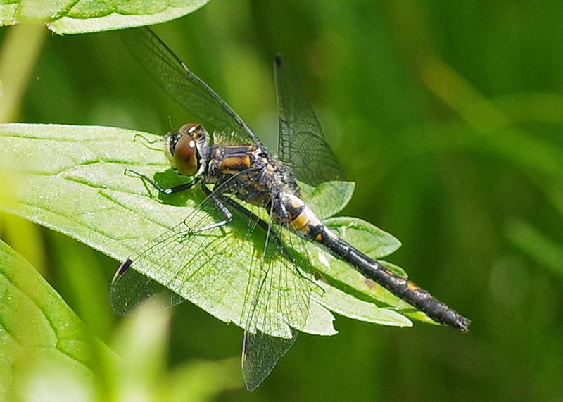 Photo of Belted Whiteface