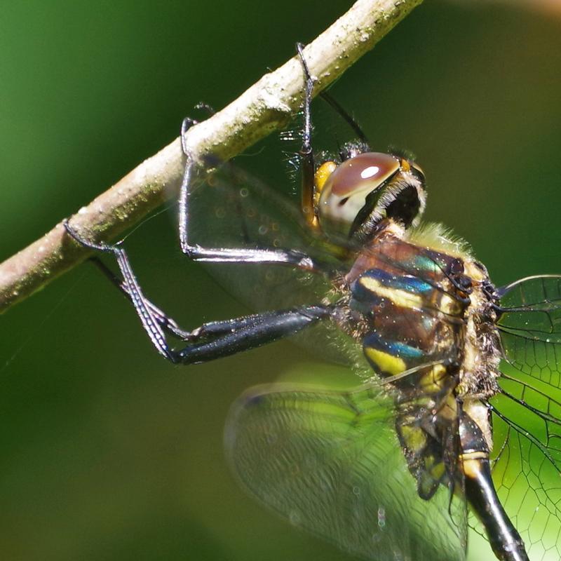 Photo of Hine's Emerald