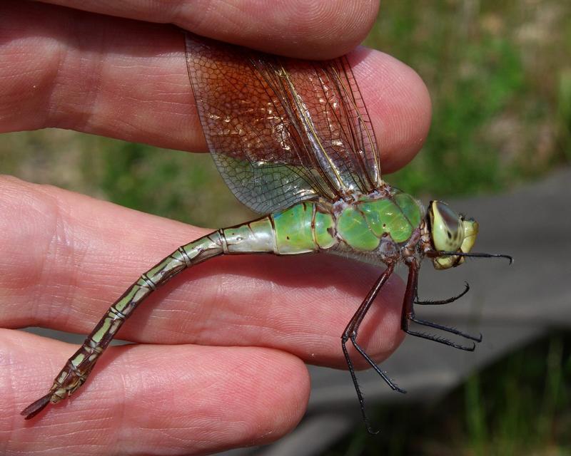 Photo of Common Green Darner