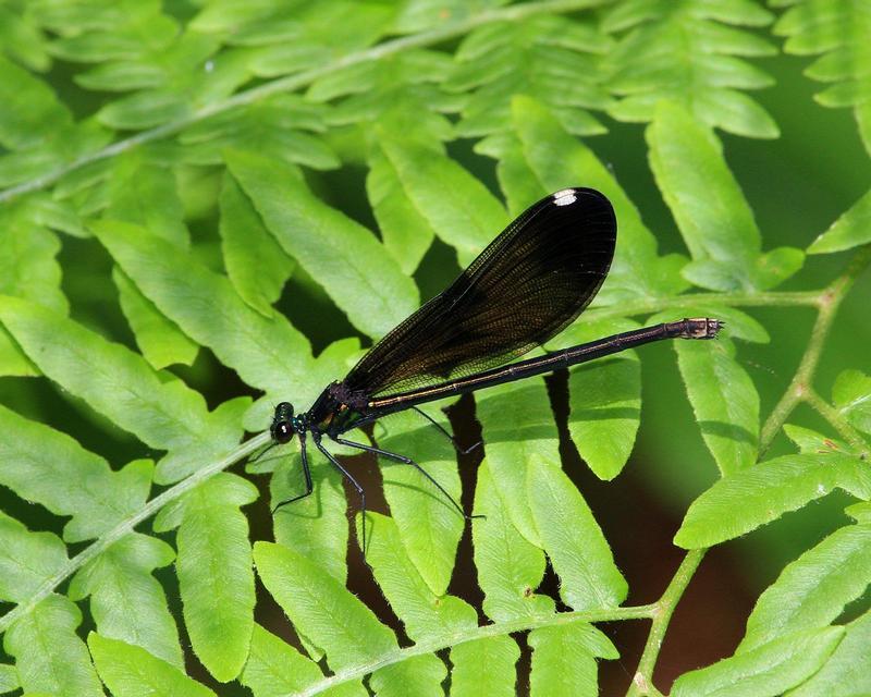 Photo of Ebony Jewelwing