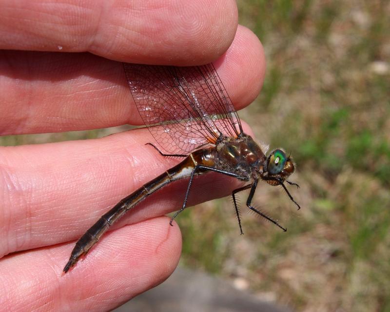 Photo of American Emerald