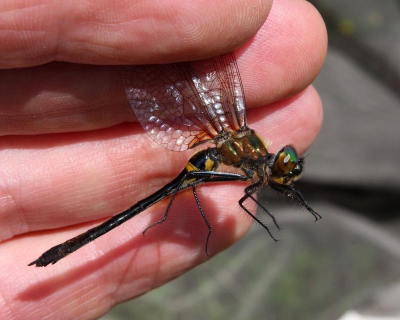 Photo of Racket-tailed Emerald