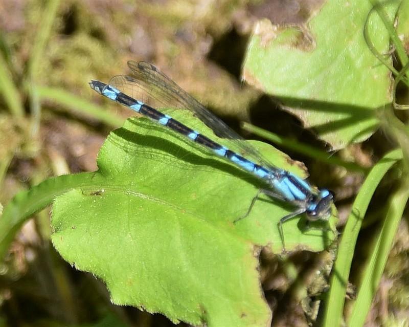Photo of Skimming Bluet