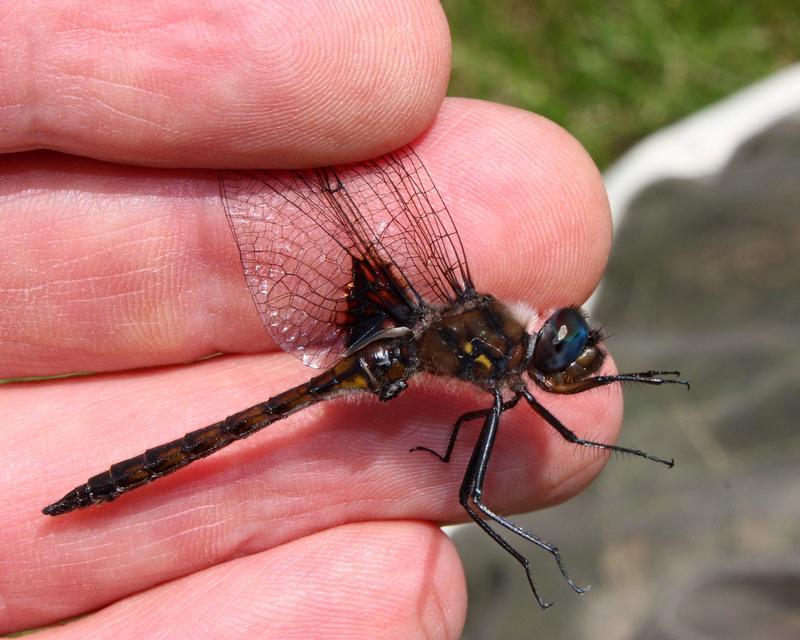 Photo of Common Baskettail